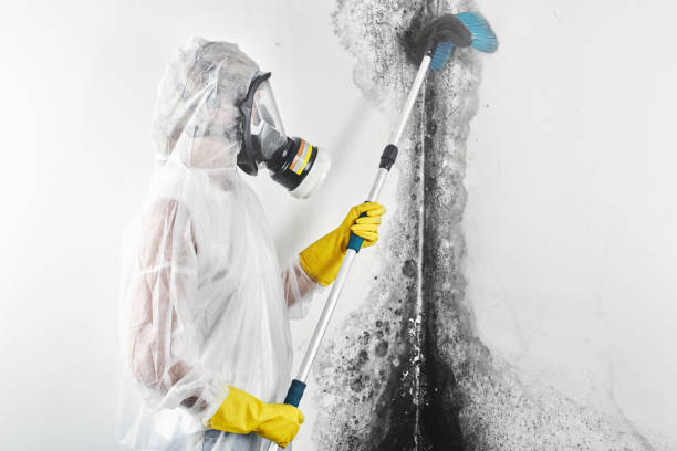 Best Mold-Related Health Consultation  in St Joseph, MI