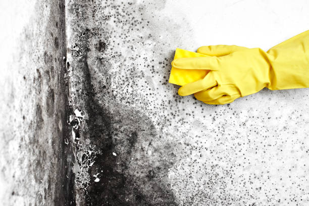 Mold Remediation for Vacation Homes in St Joseph, MI