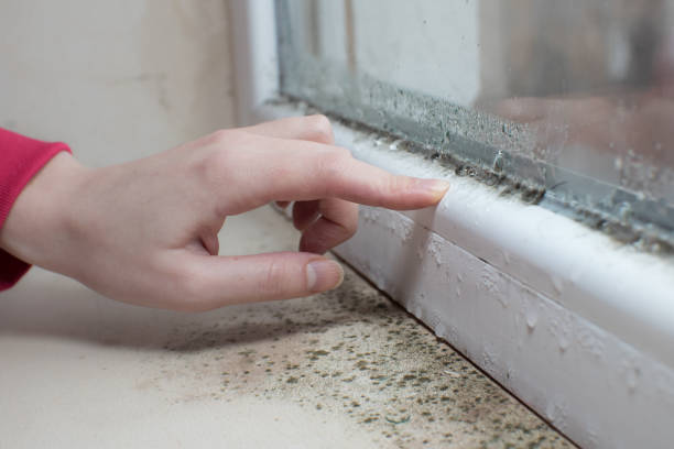Best Biohazard Mold Removal  in St Joseph, MI